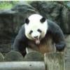 24 - last post by panda